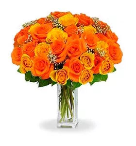 orange-roses