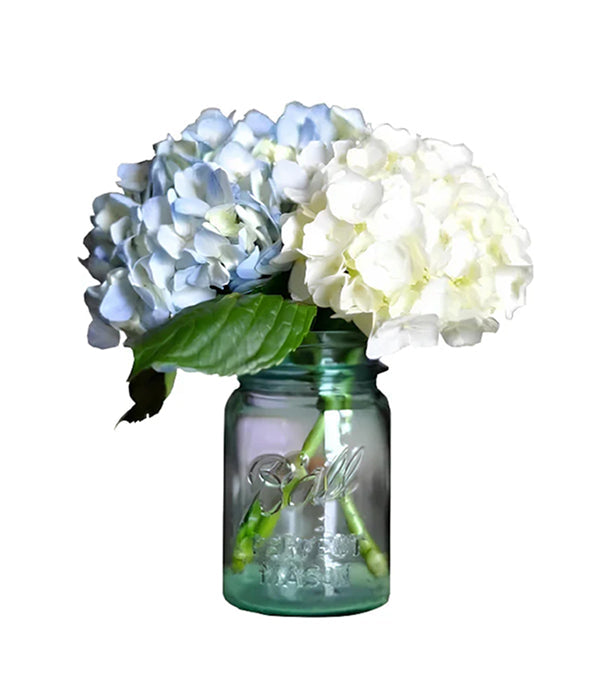 blue and white flowers