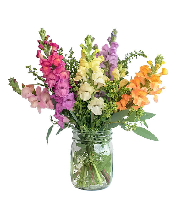 Colorful snapdragons in a mason jar