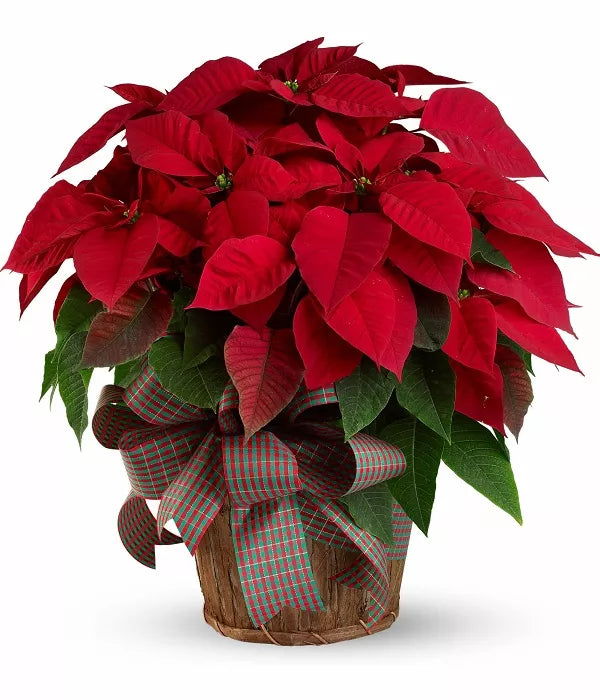 Supreme Poinsettia