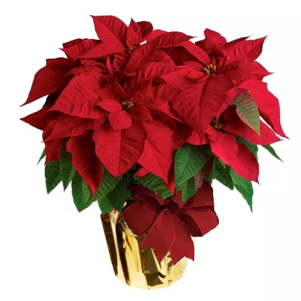 Deluxe_Poinsettia_Special