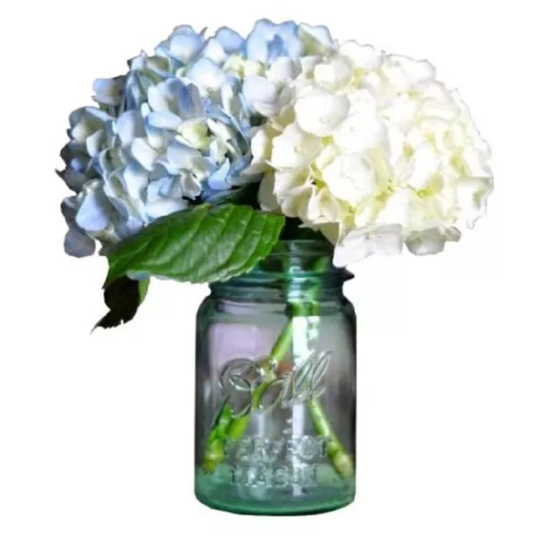 hydrangea in a mason jar