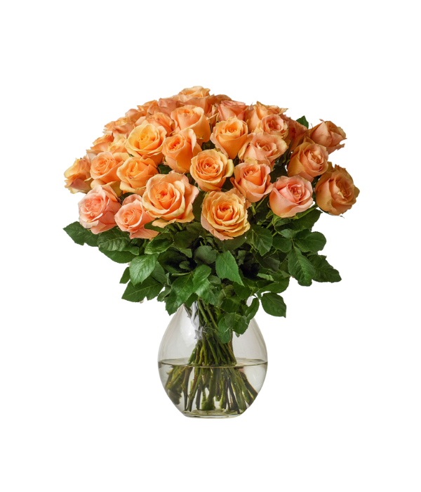 36 Long Stem Orange Roses