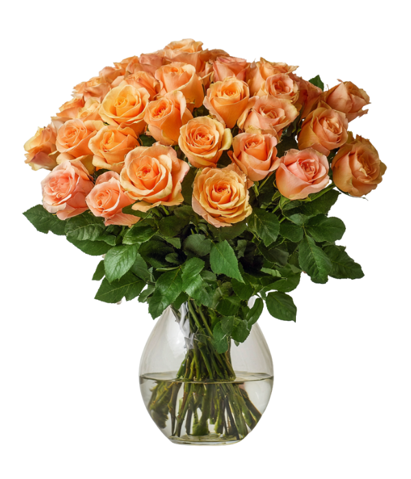 36 Long Stem Orange Roses