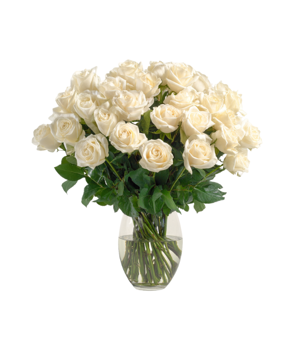 36 Long Stem White Roses